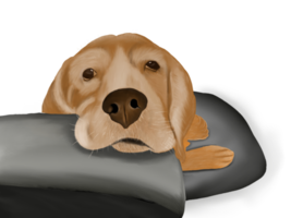 Beagle face laying on isolated transparent background. png