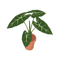 illustration de la plante alocasia micholitziana frydek isolée sur fond. png