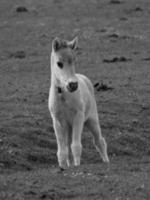 caballos salvajes en un prado en alemania foto