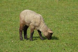 sheeps and lambs photo