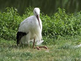 storks, in germany photo