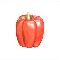 Watercolor red pepper vector