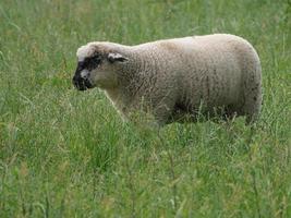 sheeps in the german muensterland photo