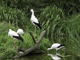 storks, in germany photo