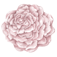 Illustration einer Sammlung von Blumen und Blättern, die mit Aquarellgrafiktechniken entworfen wurden. Perfekt zum Dekorieren von Themenhochzeiten, Hochzeitskarten, Digitaldrucken, Hochzeiten, Geschenken und mehr. png