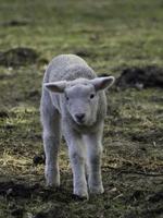 ovejas en un prado en westfalia foto