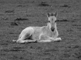 caballos salvajes en alemania foto