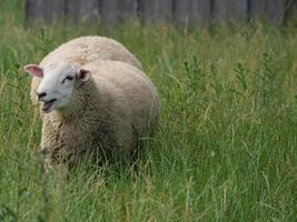 ovejas en el muensterland alemán foto