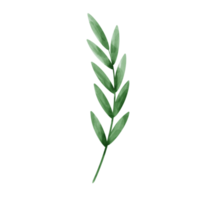 Green leaf watercolor png