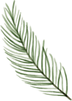 Christmas leaves foliage for decorate. png