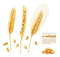 Cereal ears spikelets, wheat, oat or barley spikes vector