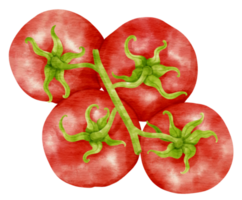 Red tomatoes watercolor style for Thanksgiving Decorative Element png