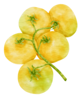 Branch of Yellow tomatoes watercolor style for Thanksgiving Decorative Element png