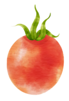 estilo aquarela de tomate vermelho para elemento decorativo de ação de graças png