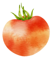 Red Tomato watercolor style for Thanksgiving Decorative Element png