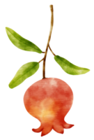 Branch of pomegranate with leaves  watercolor style for Decorative Element png