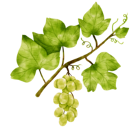 Branch of Green grapes with leaves and fruit watercolor style for Decorative Element png