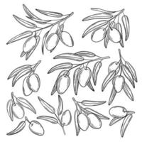 Set hand drawn simple olive branch for your design vector