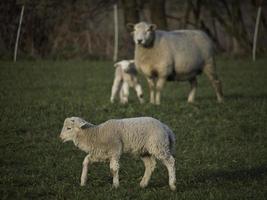 sheeps on a meadow in germany photo