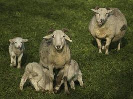 sheeps in the german muensterland photo