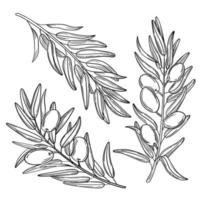 Set hand drawn simple olive branch for your design vector