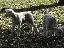 sheeps and lambs in westphalia photo