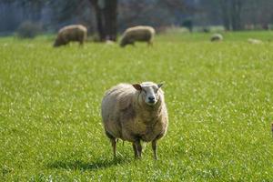 corderos en un prado en alemania foto