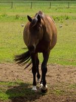 horses on a german meadow photo