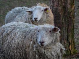 ovejas en el muensterland alemán foto