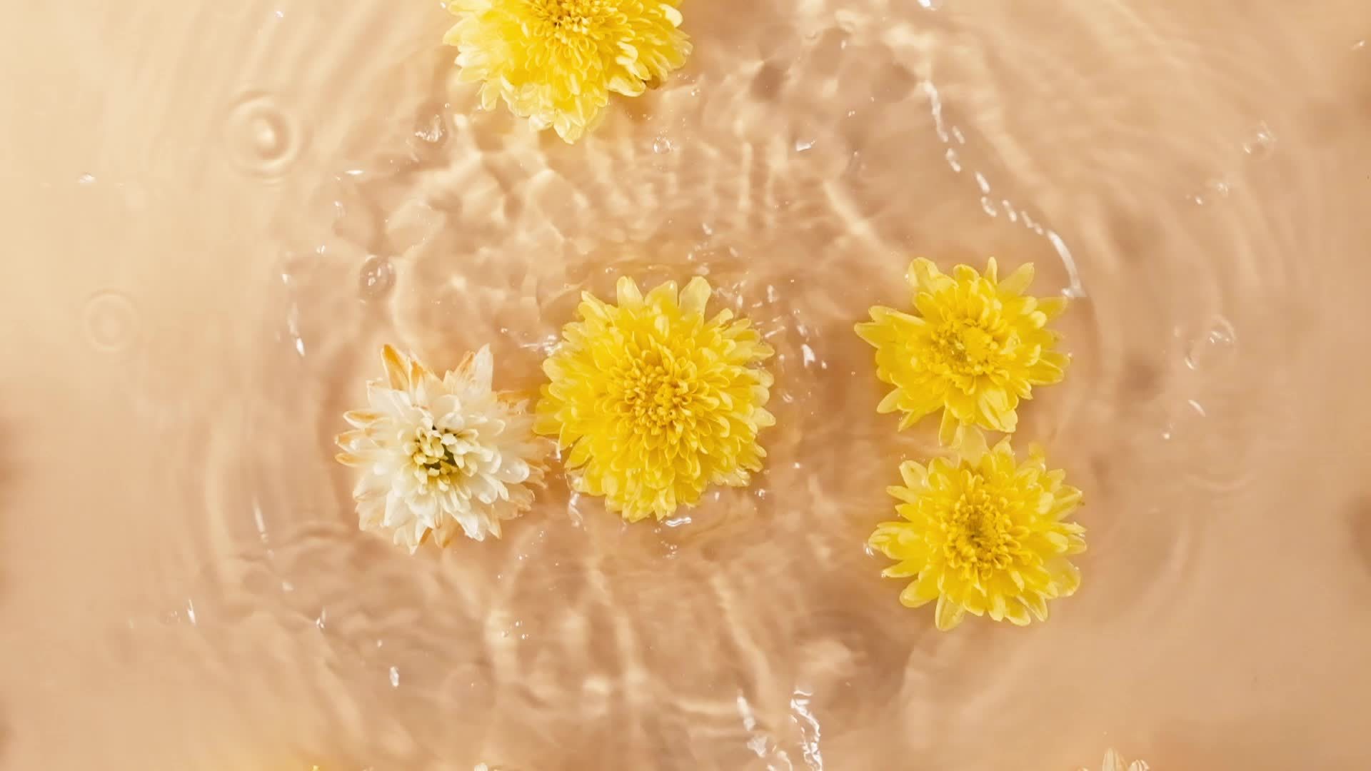 Slow motion of falling chrysanthemum flower on water surface and diverging  circles of water on orange background. Water splash yellow colored. Pure  water with reflections sunlight and shadows. summer 10884794 Stock Video