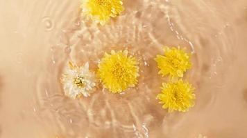 långsam rörelse av faller krysantemum blomma på vatten yta och divergerande cirklar av vatten på orange bakgrund. vatten stänk gul färgad. ren vatten med reflektioner solljus och skuggor. sommar video
