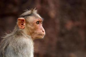 Bonnet Macaque Monkey with Copy Space. photo