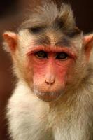 Bonnet Macaque Monkey in Badami Fort. photo