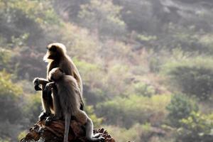 mono langur gris con un bebé. foto