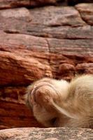 mono macaco bonnet durmiendo en la roca en el fuerte de badami. foto