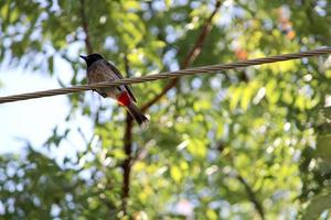 un pájaro bulbul ventilado rojo está sentado en la línea eléctrica. foto