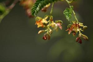 Tamarind Flowers with Copy Space. photo