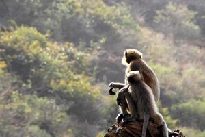 mono langur gris con un bebé. foto