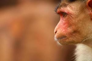Bonnet Macaque Monkey in Badami Fort photo