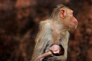 Bonnet Macaque Monkey with Baby in Badami Fort. photo