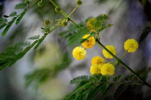 Gum Arabic Tree Flowers with Copy Space. photo