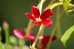 Rangoon Creeper Flowers with Copy Space. photo