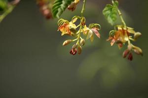 flores de tamarindo con espacio de copia. foto