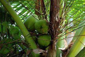 cocos colgando de un árbol. foto