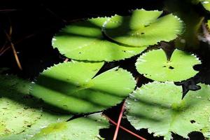 A Water Lily Leaves in a Pond. photo