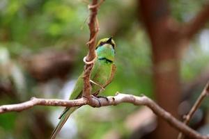 Asian Green Bee Eater Bird photo