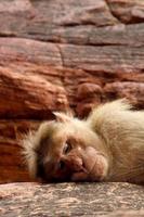 Bonnet Macaque Monkey Sleeping on the Rock in Badami Fort. photo