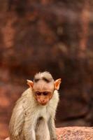 Bonnet Macaque Monkey Baby in Badami Fort photo