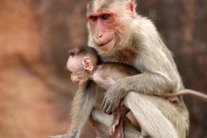 Bonnet Macaque Monkey with Baby in Badami Fort. photo