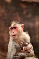 Bonnet Macaque Monkey with Baby in Badami Fort. photo